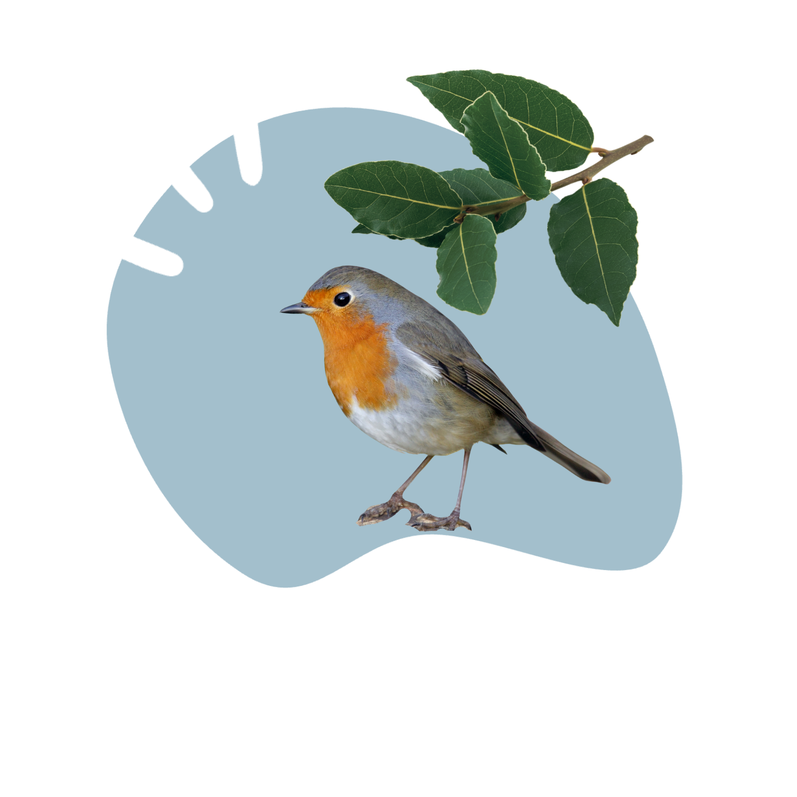 un rouge-gorge avec une branche de laurier au dessus de lui