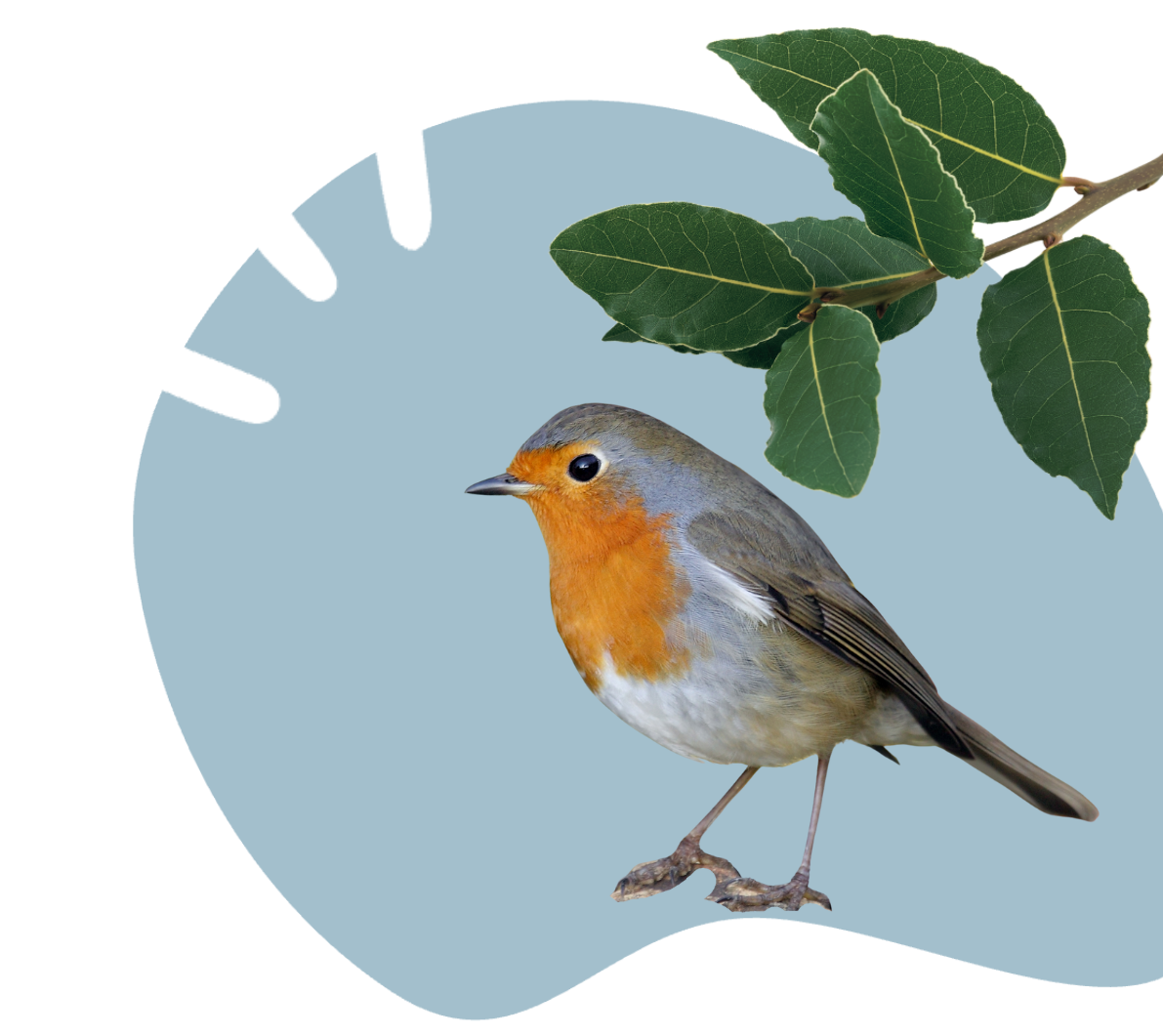 un rouge-gorge avec une branche de laurier au dessus de lui